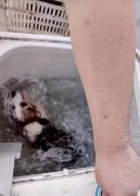 “用洗衣机搅洗柯基”案犬主认错！其朋友编造